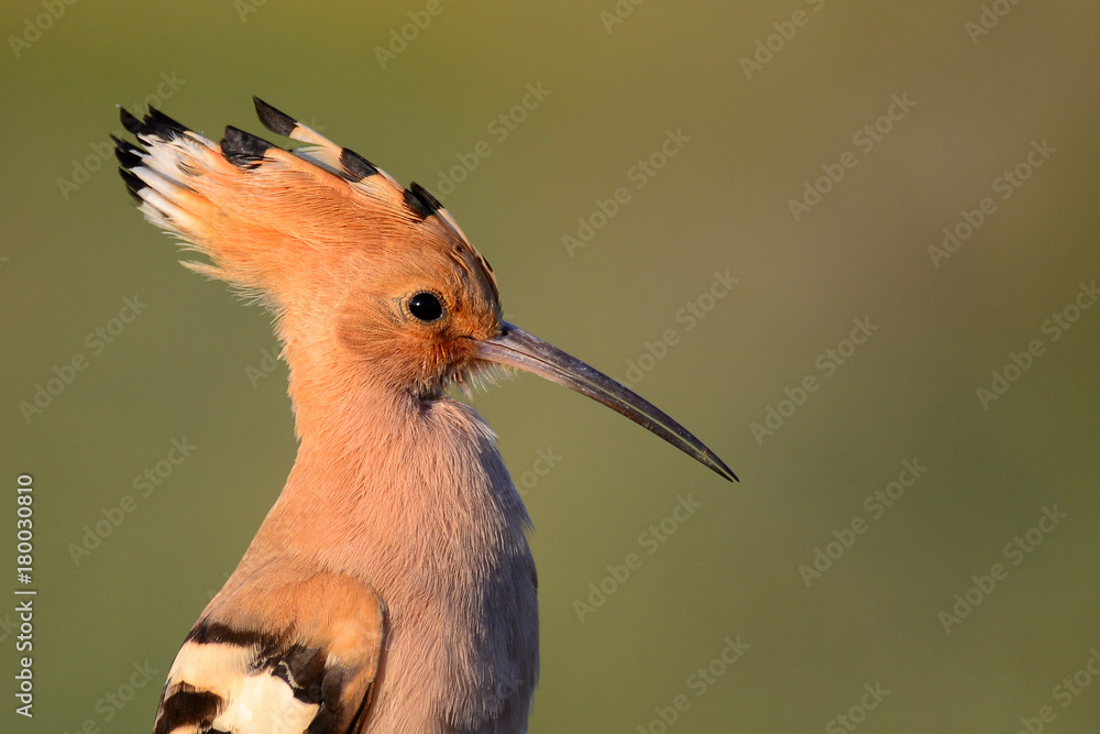Obraz premium Hoopoe on a green background