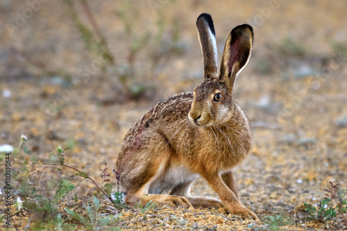 Fotografie, Obraz European hare stands on the ground and looking at the camera