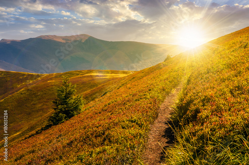 path though mountain hills and ridge at sunset. beautiful scenery with spruce tree on a slope in fine weather on late summer day