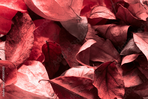 Abstract background of dry leaves toned in red color