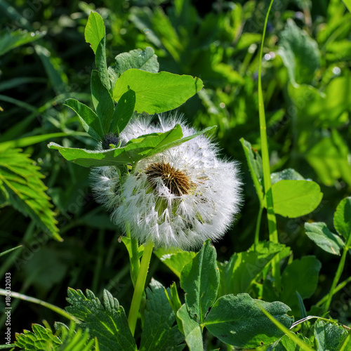 Fototapeta Naklejka Na Ścianę i Meble -  Löwenzahn im Frühling - close-up of a dandelion clock