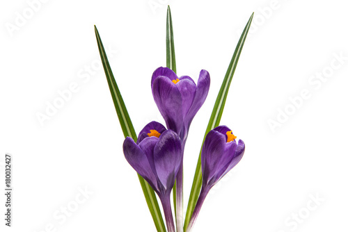 spring flower of lilac crocus