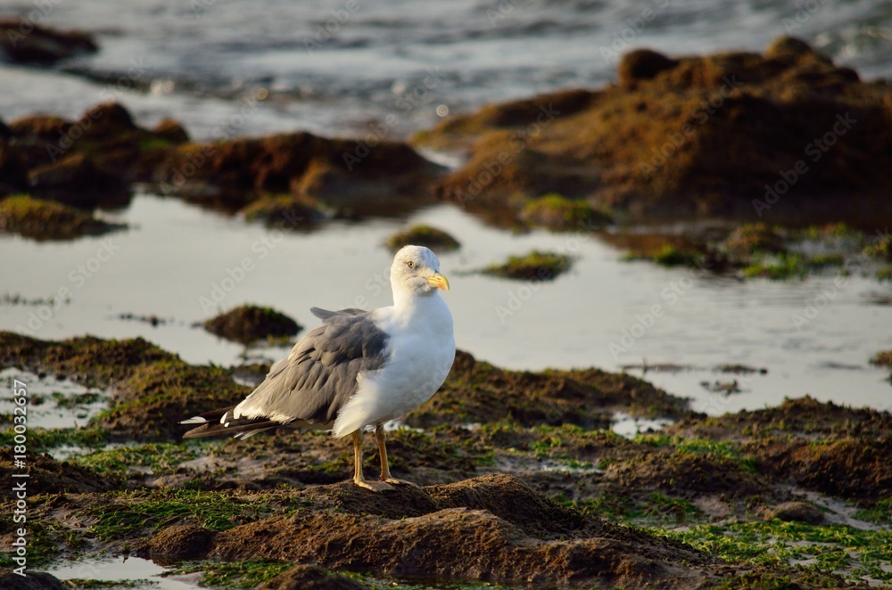 Seagull on the rocks of the shore at low tide Seagull on the rocks of the shore at low tide