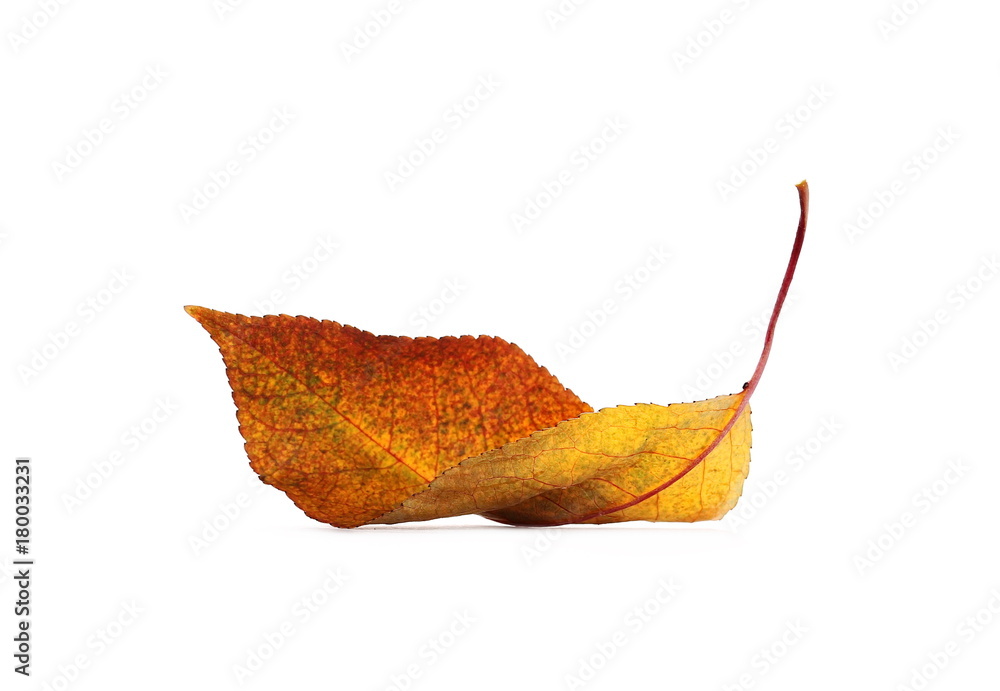 Fototapeta premium Cherry leaf isolated on white background