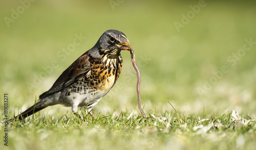 Early bird fieldfare, Turdus pilaris, on the grass in the park catching a worm.  photo