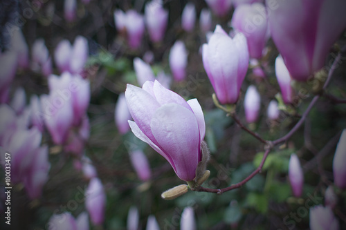 Magnolia's Blooming in the Spring