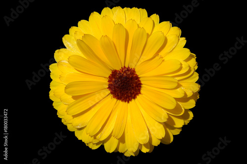 Marigold flower on black background
