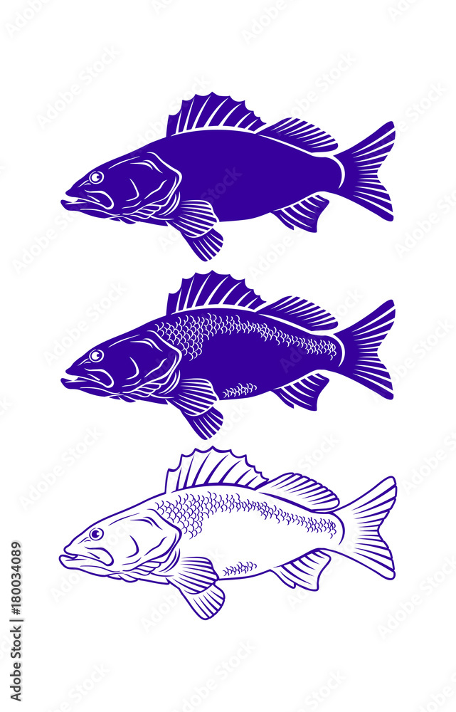 Fototapeta premium seabass
