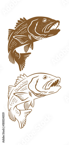 bass fish