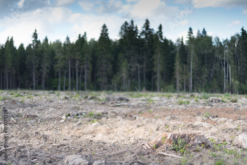 Is deforestation. Carvel pines lie on the plot. Timber harvesting in the coniferous forest. photo