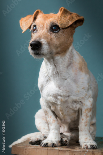 Fototapeta Naklejka Na Ścianę i Meble -  Close up of a Jack Russell dog in spotlight that sits on a stool with a blue-green background