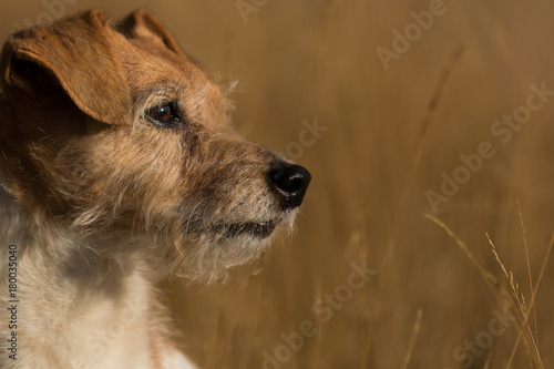 Portrait of a old Jack Russell dog in the grass that looks towards the sun with a light brown soft background in autumn