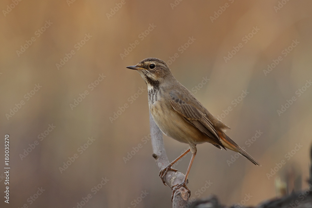 Obraz premium Варакушка.