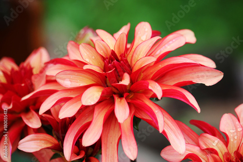 Fototapeta Naklejka Na Ścianę i Meble -  Blossoming dahlias in garden