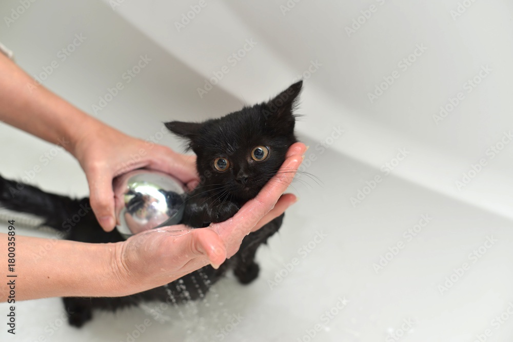 Black Cute Soggy Cat after a Bath, Funny Angry Little Demon. Pet Care Stock  Photo