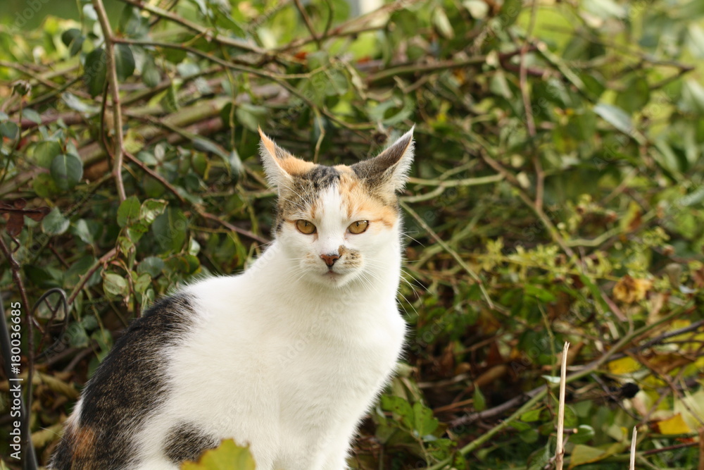 katze, kater, sitzen, garten, park, blicken, felidae katze, kater, sitzen, garten, park, blicken, felidae