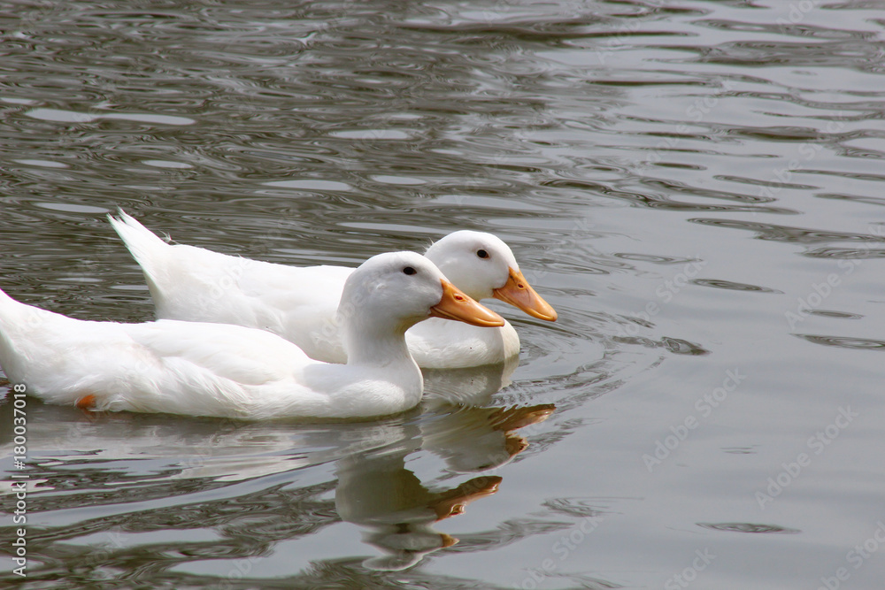 White Duck White Duck