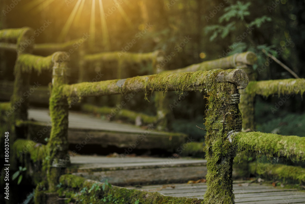 Fototapeta premium wooden bridge in tropical rain forest, Doi Inthanon National Park, Chiang Mai, Thailand.
