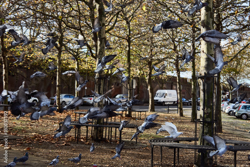 A single dove and tens of pigeons taking off.