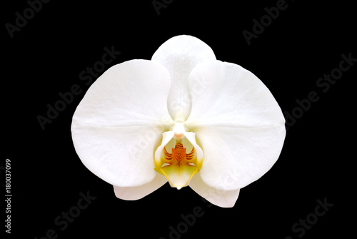 white orchid on black background