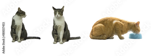Group of cats isolated on white background