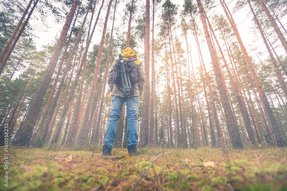 Fototapeta premium A person looking into the sunlight through the trees at forest. Beaming light covers the woods creating warm and moody vibes. 