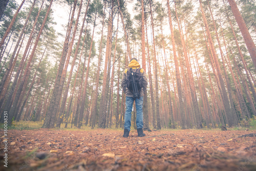Fototapeta premium A person looking into the sunlight through the trees at forest. Beaming light covers the woods creating warm and moody vibes. 