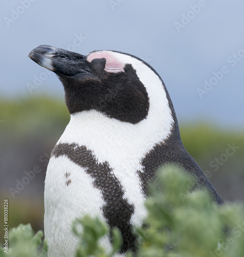 Fototapeta Naklejka Na Ścianę i Meble -  Penguin in Cape Town hatching her egg