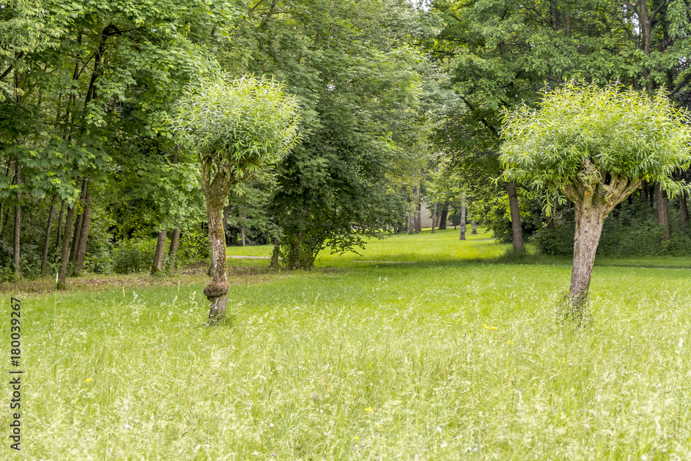 Obraz premium idyllic park scenery