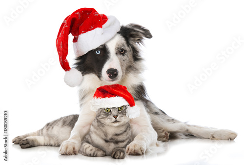 Fototapeta Naklejka Na Ścianę i Meble -  Hund und Katze mit Weihnachtsmützen