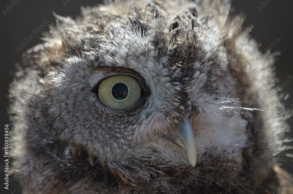 Fototapeta premium owl close up