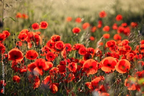 wild red poppy the field wallpaper and background