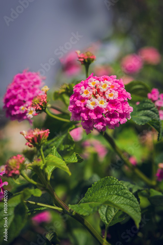 Exotic flowers from French Riviera