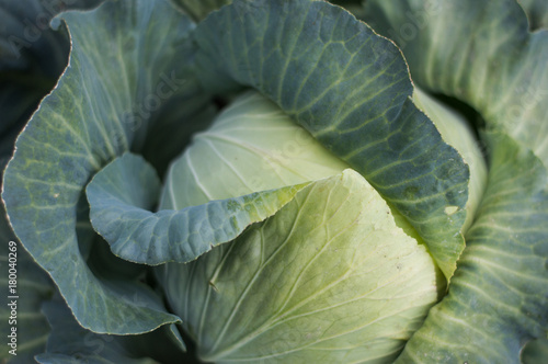 Leaves of cabbage