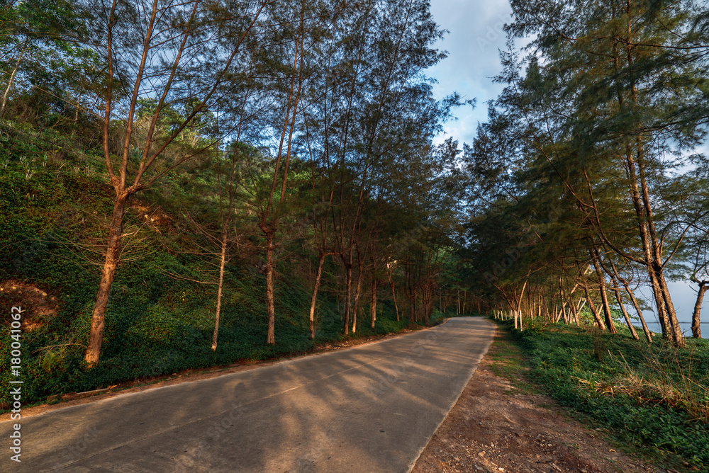 Obraz premium Road with pine trees on the side with tropical beach in Thailand.