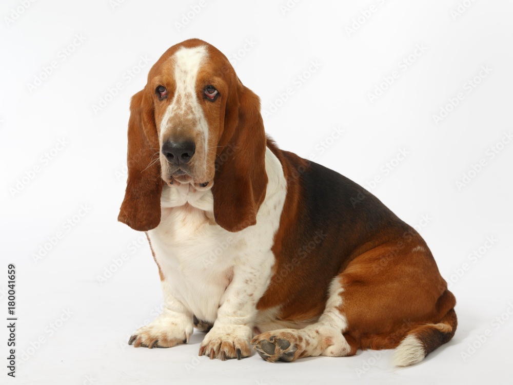 Dog, basset hound stand on the white background, isolated 
