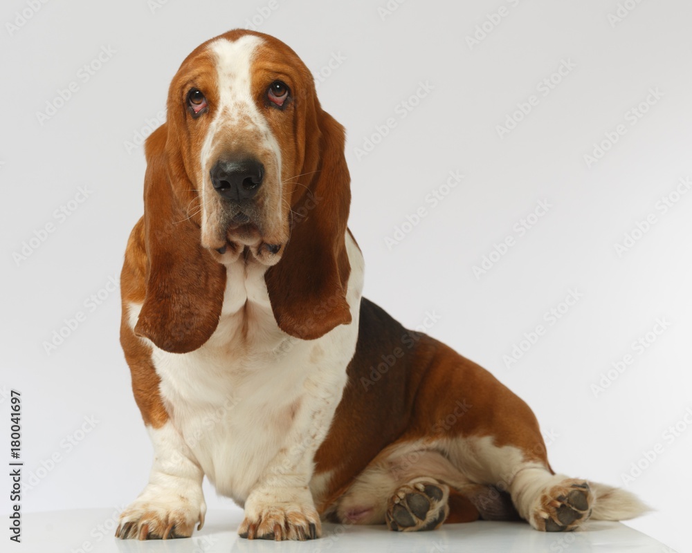 Dog, basset hound stand on the white background, isolated Dog, basset hound stand on the white background, isolated
