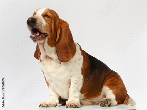 Fototapet Dog, basset hound stand on the white background, isolated
