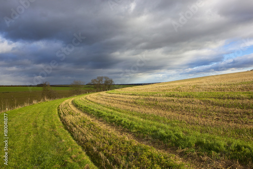 hillside wheat stubble