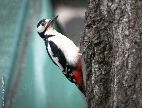 Great Crested Woodpecker