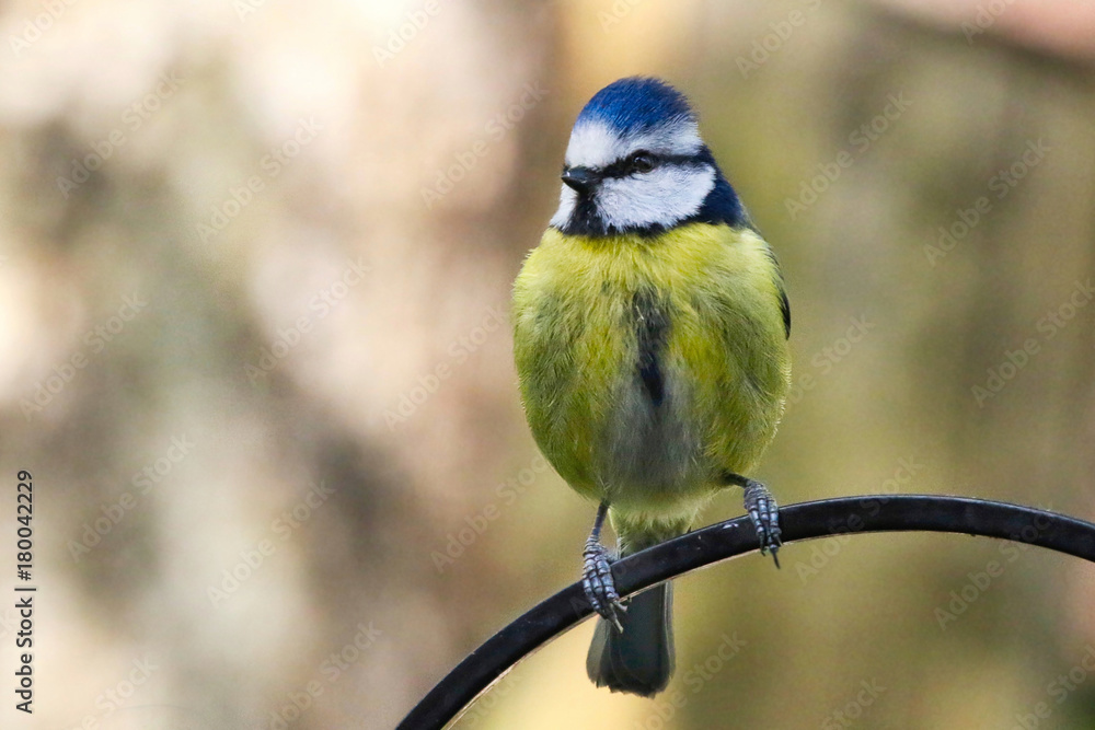 Obraz premium Blue Tit