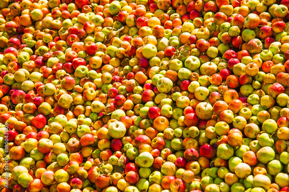 Ripe apples being processed and transported in an industrial production facility