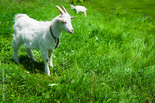 Domestic goats outdoor
