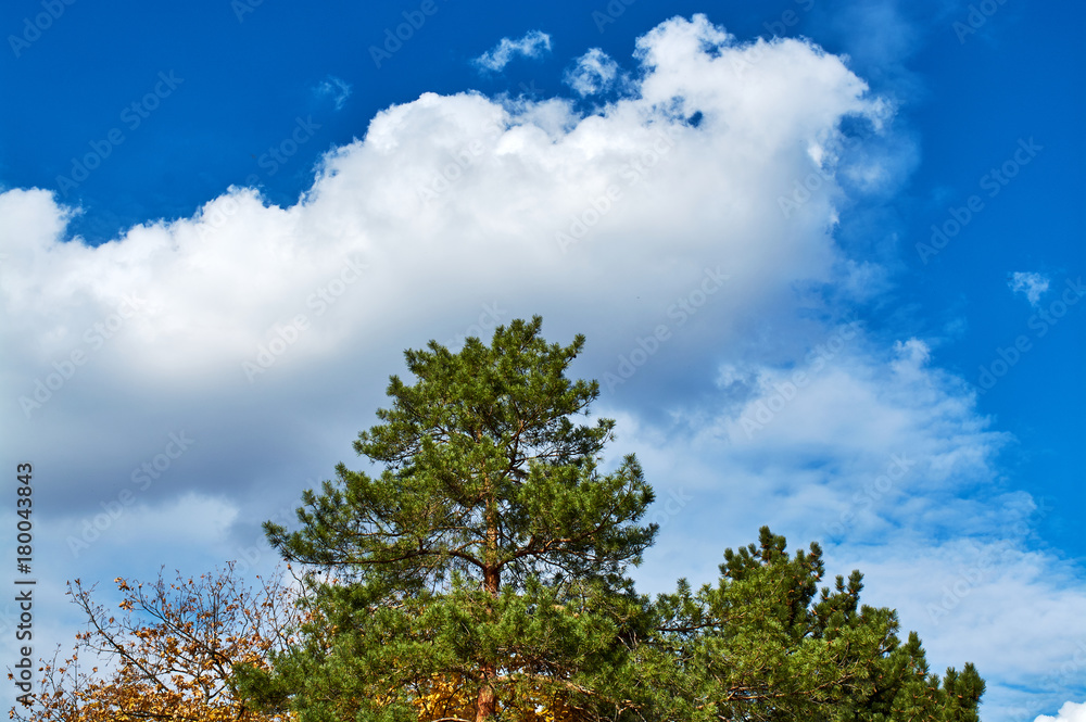 Fir on a blue sky background
