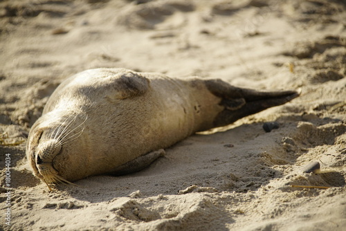 Seal puppy sleeping on the beach