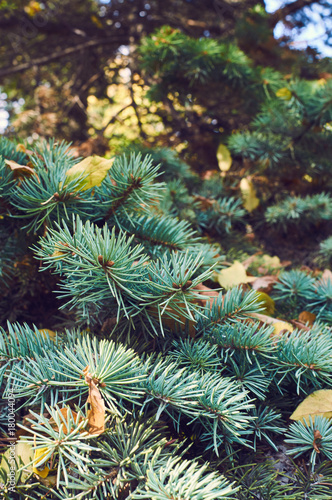 fir tree background