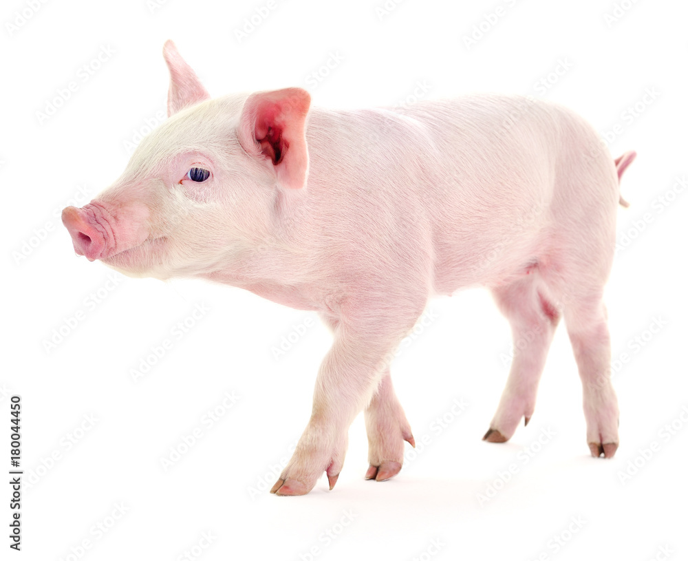 Pig on white. Pig on white.