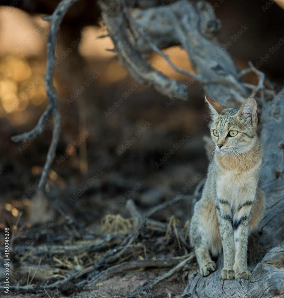 african_wild_cat_4 african_wild_cat_4
