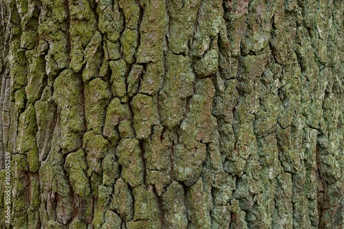 Серо зелёная текстура из коры старого дуба покрытого мхом 