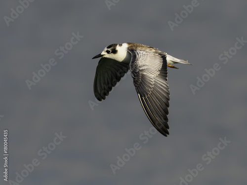 White-winged Tern in Flight